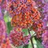 Buddleia davidii ´Flower Power´