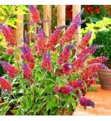 Buddleia davidii ´Flower Power´