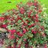 Fuchsia 'Mrs Popple'