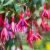 Fuchsia 'Mrs Popple'