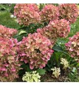 Hydrangea paniculata 'Graffiti'®