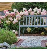 Hydrangea paniculata 'Sundae Fraise'®