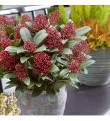 Skimmia japonica 'Rubella'