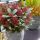 Skimmia japonica 'Rubella'