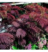 Albizia julibrissin 'Summer Chocolate'®