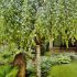 Betula pendula ´Youngii´