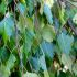 Betula pendula ´Youngii´