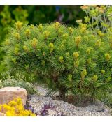 Pinus mugo ´Pumillio´
