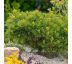 Pinus mugo ´Pumillio´ 9x9 / 0,5L