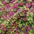 Loropetalum chinense 'Daybreak's Flame'