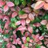 Loropetalum chinense 'Daybreak's Flame'