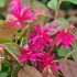 Loropetalum chinense 'Daybreak's Flame'