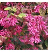 Loropetalum chinense 'Daybreak's Flame'