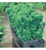 Euonymus japonicus ´Green Rocket´