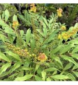 Mahonia fortunei/sinensis