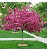 Malus 'Royal Raindrops'®