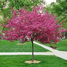 Malus 'Royal Raindrops'®
