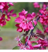 Malus x purpurea 'Crimson Cascade'®