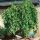 Morus alba ´Pendula´