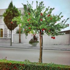 Punica Granatum na kmienku