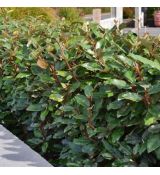 Elaeagnus x ebbingei ´Compacta´