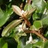 Elaeagnus x ebbingei ´Compacta´