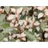 Elaeagnus x ebbingei ´Compacta´