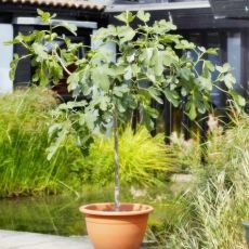 Ficus carica ´PORTOGALLO´ na kmienku