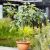 Ficus carica ´PORTOGALLO´ na kmienku