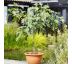Ficus carica ´PORTOGALLO´ na kmienku 20L / KM 70-80 cm (8/10)