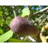Ficus carica ´PORTOGALLO´ na kmienku