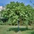 Ficus carica ´PORTOGALLO´ na kmienku