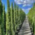 Cupressus sempervirens ´Totem´