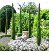 Cupressus sempervirens ´Totem´