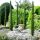 Cupressus sempervirens ´Totem´