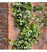 Trachelospermum Jasminoides