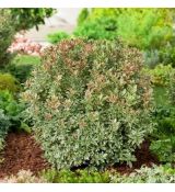 Pieris japonica 'Little Frosty'®