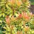Pieris japonica 'Little Goldy'®