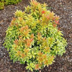 Pieris japonica 'Little Goldy'®