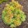 Pieris japonica 'Little Goldy'®