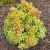 Pieris japonica 'Little Goldy'®
