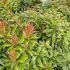 Pieris japonica 'Little Goldy'®