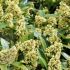 Skimmia confusa 'Kew Green'