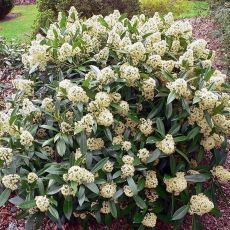 Skimmia confusa 'Kew Green'