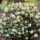 Skimmia confusa 'Kew Green'