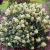 Skimmia confusa 'Kew Green'