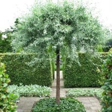 Pyrus salicifolia 'Pendula'