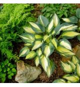 Hosta ´Remember Me´