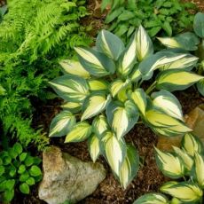 Hosta ´Remember Me´