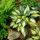 Hosta ´Remember Me´